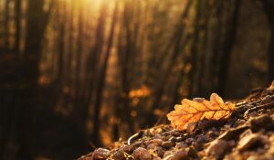 Capturing the Beauty of the Ocean with OceanWP Theme A Photography Demo