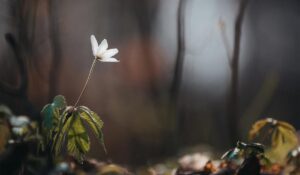 OceanWP Theme The Perfect Companion for Stunning Ocean Photography Website