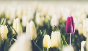 Exploring the Depths of OceanWP Theme A Photography Showcase(New Demo)