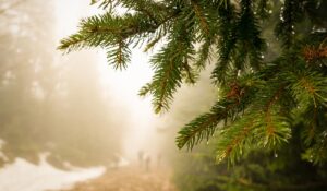 OceanWP Theme Elevating Your Ocean Photography to the Next Level