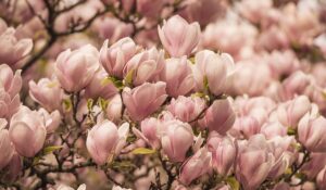 From Waves to Sunsets A Photography Demo Featuring OceanWP Theme